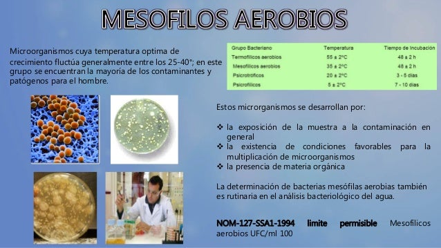 bacterias aerobias mesofilas